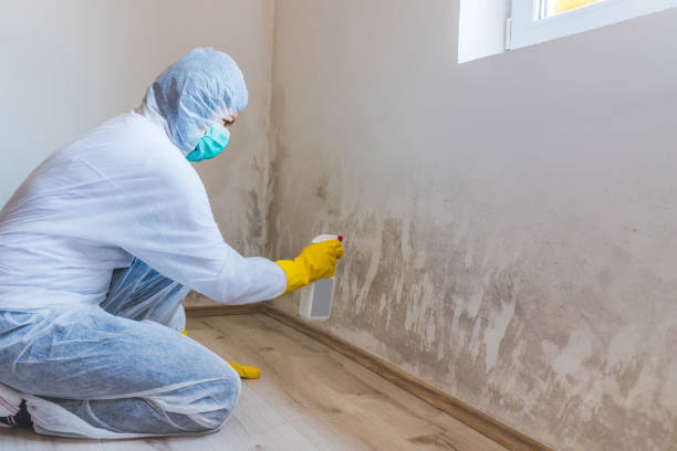 Licensed Mold Removal service in Sparta, MI - WQB Mold Removal