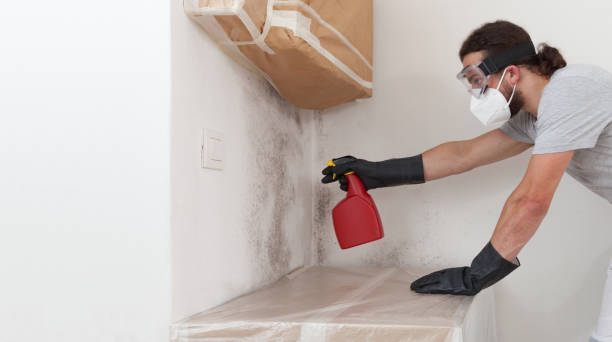Professional Mold Removal technician working in Sparta, MI