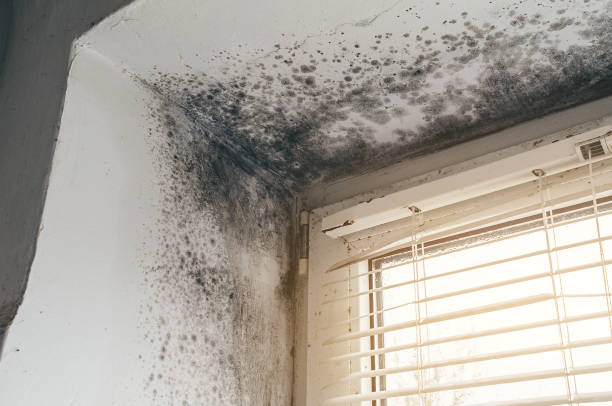 Affordable Mold Removal solutions in Sparta, MI